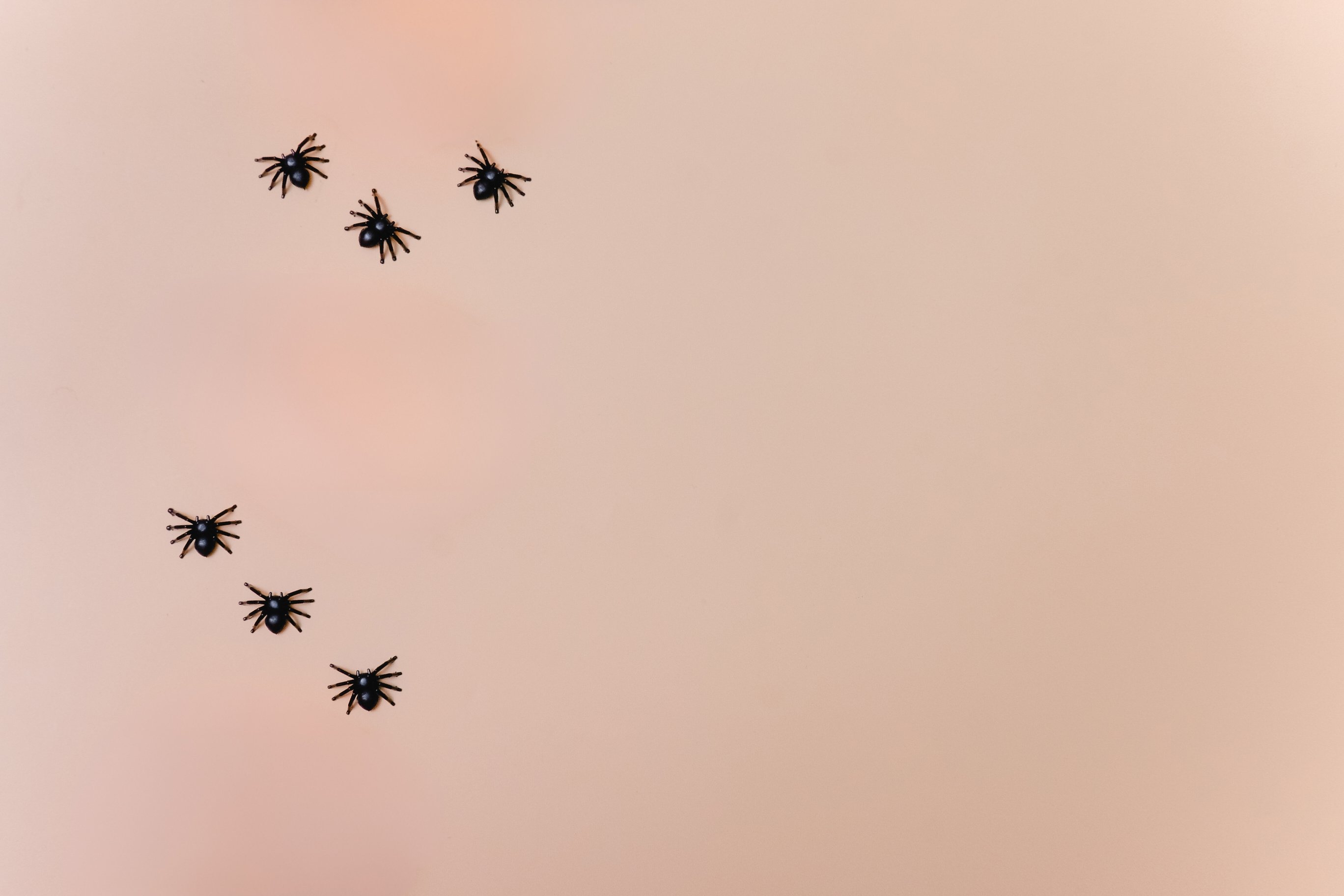 Pumpkins and Spiders Flatlay